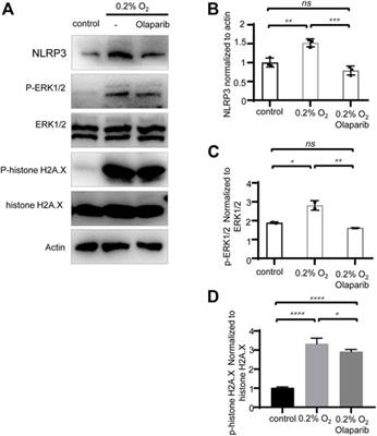 Olaparib, a PARP-1 inhibitor, protects retinal cells from ocular hypertension-associated oxidative damage